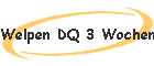 Welpen DQ 3 Wochen