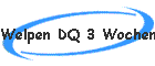 Welpen DQ 3 Wochen