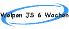 Welpen JS 6 Wochen