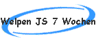 Welpen JS 7 Wochen