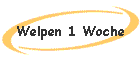 Welpen 1 Woche