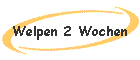 Welpen 2 Wochen
