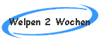 Welpen 2 Wochen