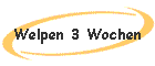 Welpen 3 Wochen