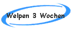 Welpen 3 Wochen