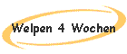 Welpen 4 Wochen