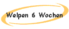 Welpen 6 Wochen