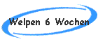 Welpen 6 Wochen