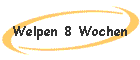 Welpen 8 Wochen