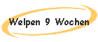 Welpen 9 Wochen
