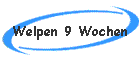 Welpen 9 Wochen